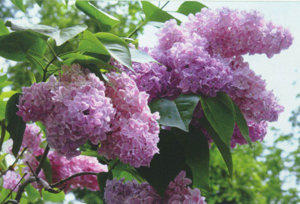 Такая красота