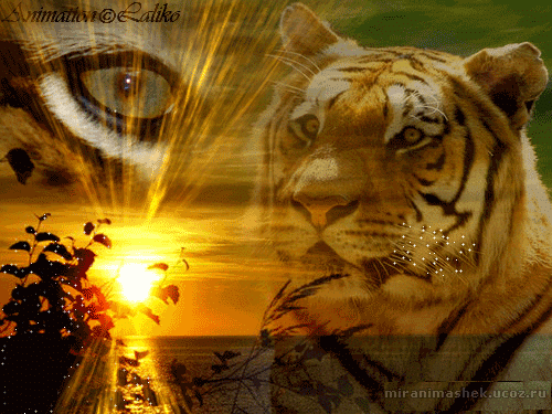 Тигр - взяточник басня