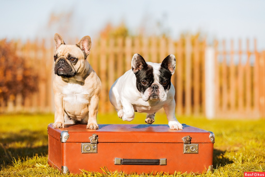 Конкурс пяти строк - Чемоданное настроение