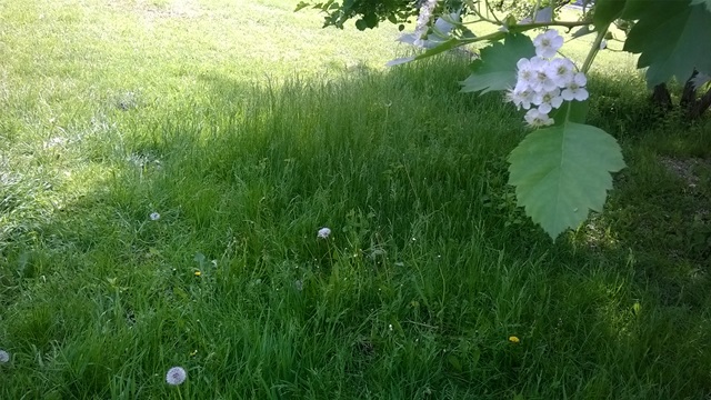 Что в наших травах нам не так?