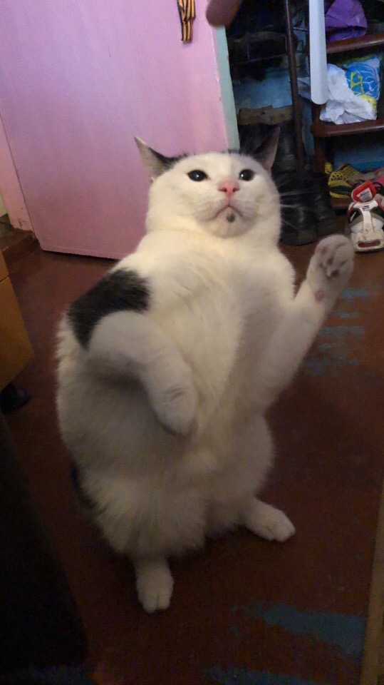 Кот - не скот