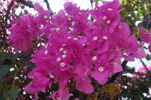 Проказник май...