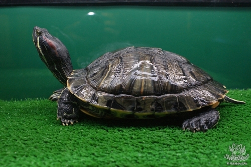 Красноухий сюрприз