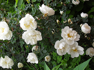 В океане ультрафиолета