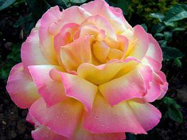 Тот, кто умер, соблюдая пост