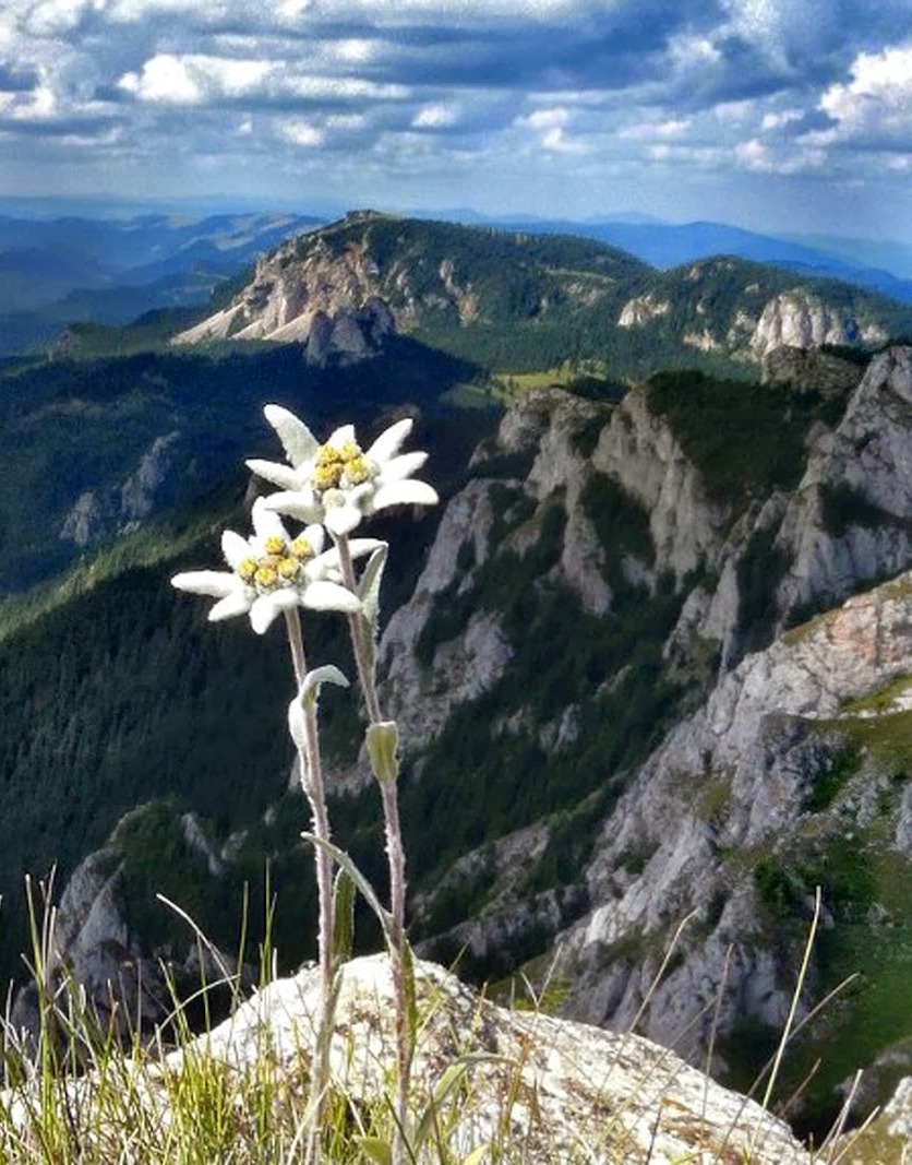 Эдельвейс Швейцария