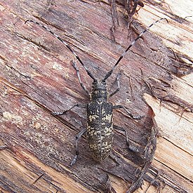 Еловый усач. Алфавит детский. Буква Е