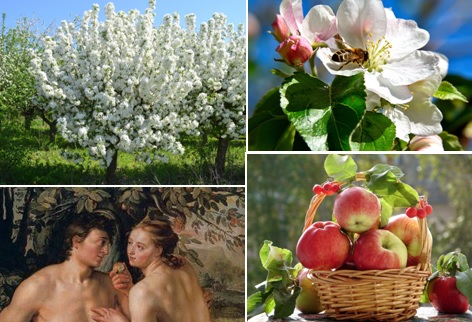 Яблоневый сад