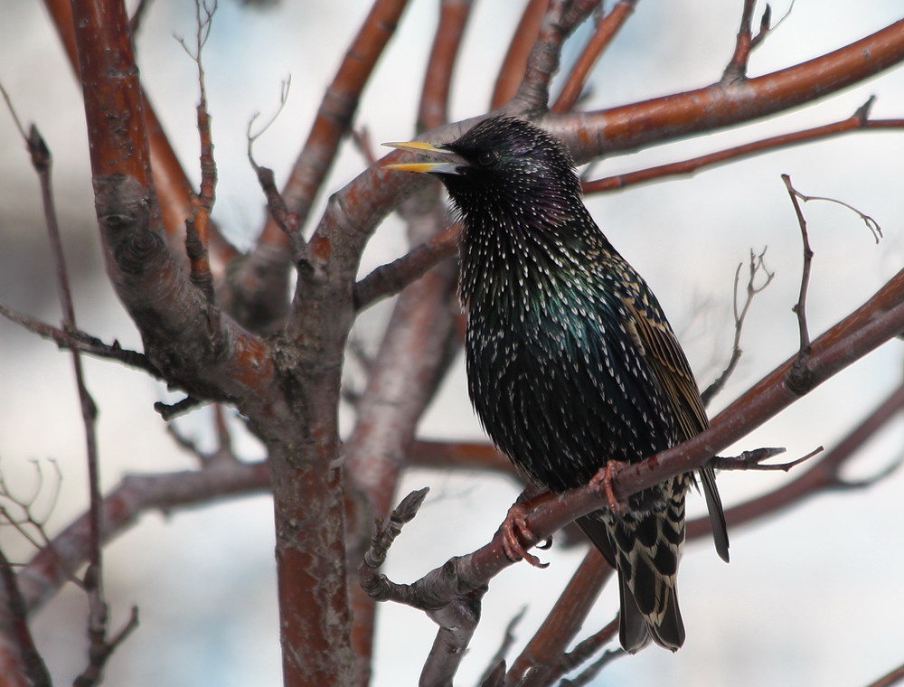 скворец на ветке. скворец на веточке. желтогрудый скворец. обыкновенный скворец весной. скворец перелетная птица.
