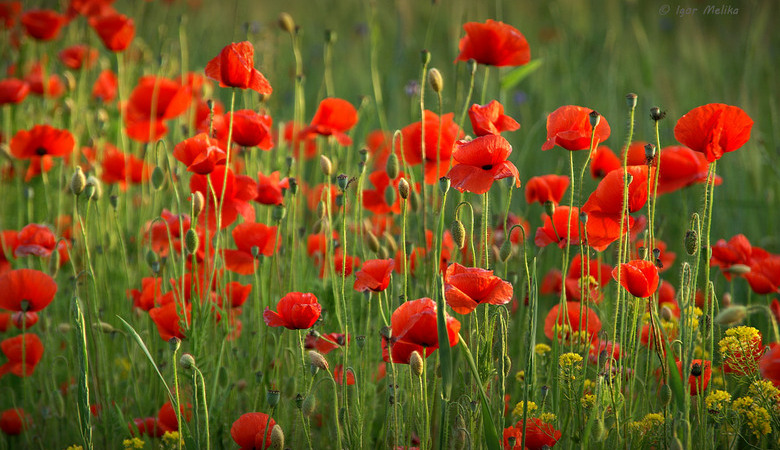 Когда увидишь поле маков...