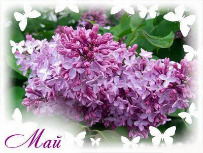 Проказник Май