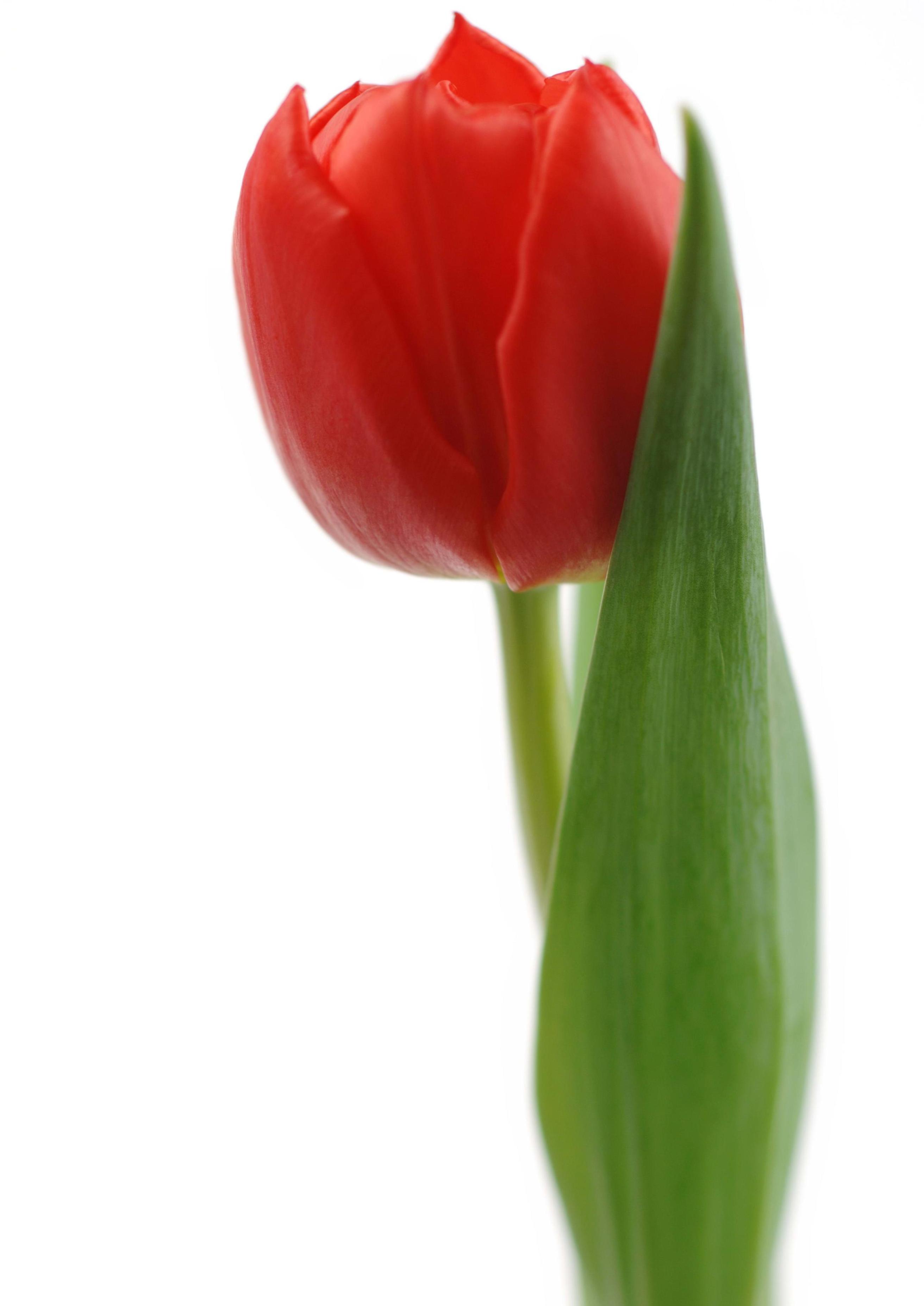 3 красных тюльпана