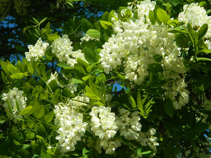 сирень во дворе. расцвела сирень акация я иду. сирень обыкновенная суворовец. расцвела сирень акация. стих расцвела в саду акация.