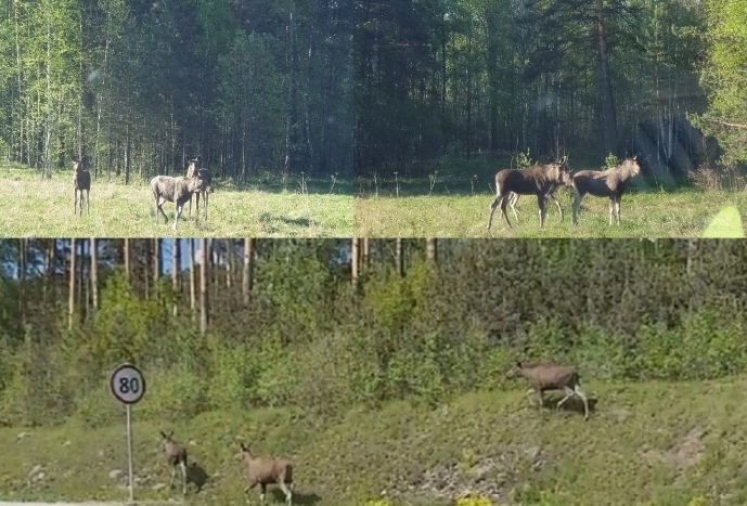 Братья-лоси провожают вместе с нами полыхнувший...