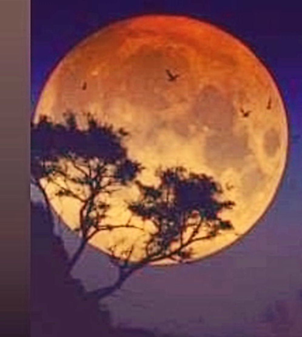 Лунный цветок. Луна и растения. Благоприятные знаки зодиака для посадки. Луна и рассада. Растения в космосе.