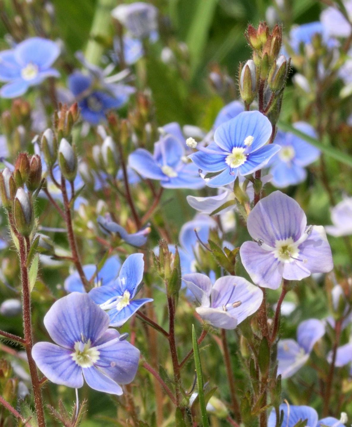 Неприметная красота