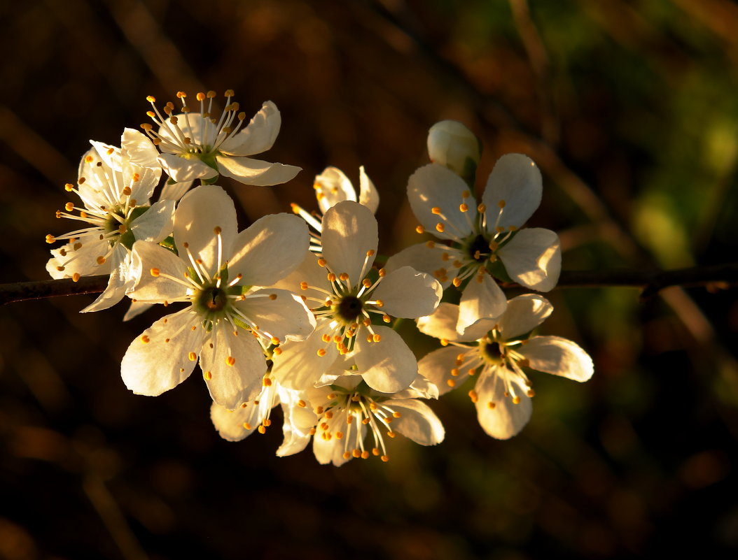 Порадуй сердце, тишиной...
