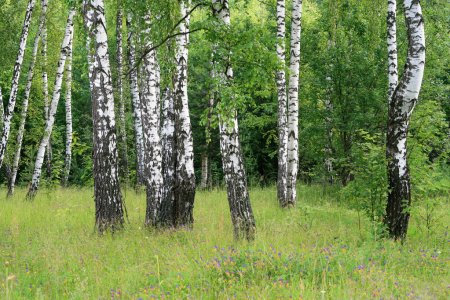 День длиннее - ночь короче