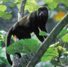 Цебида. Алфавит детский. Буква Ц. Обезьяны