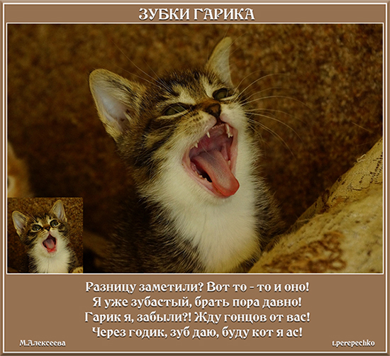 Зубки Гарика