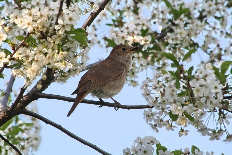 Как хорошо весной на даче