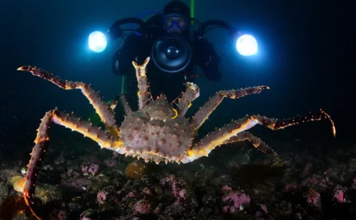 Волшебные крабы