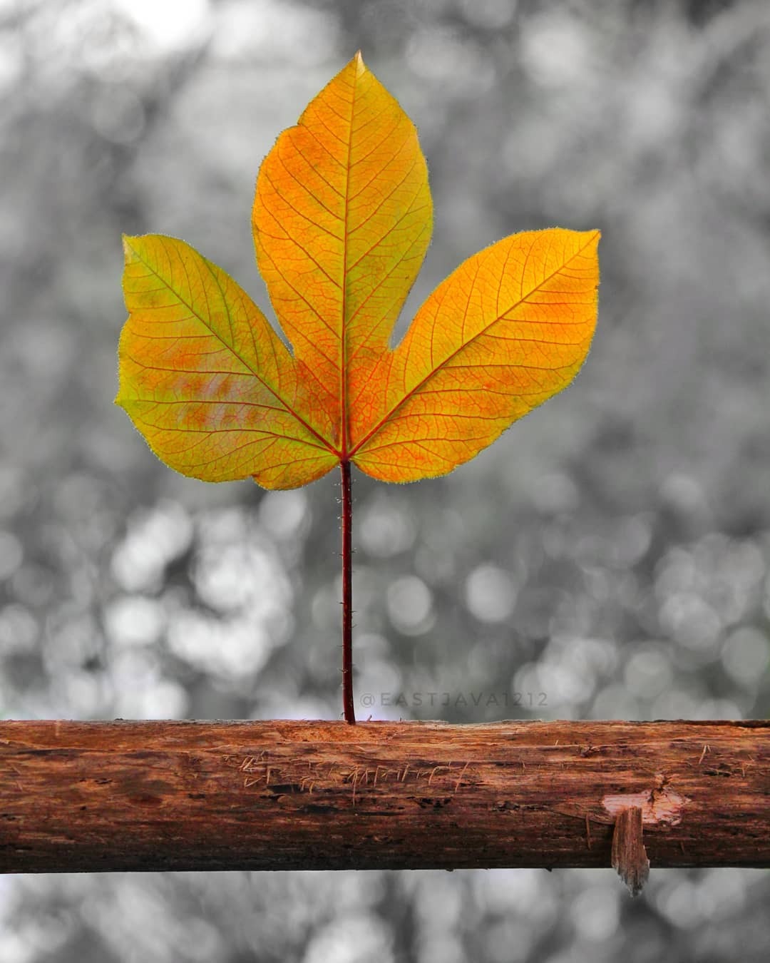 Я без тебя не я