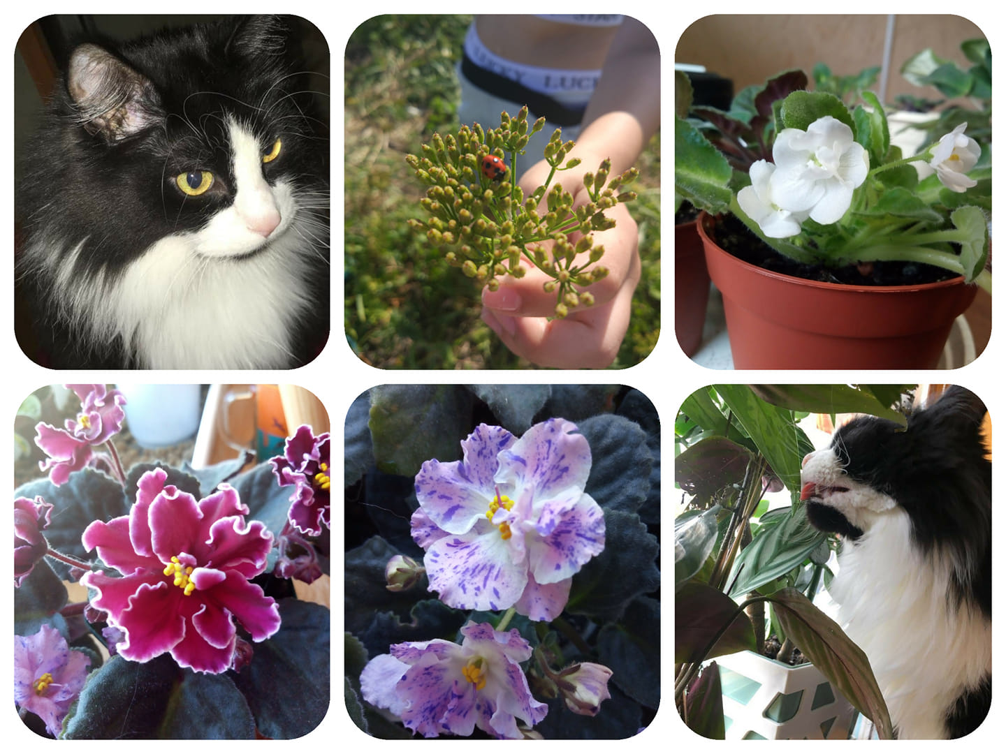 Мой друг с Facebook