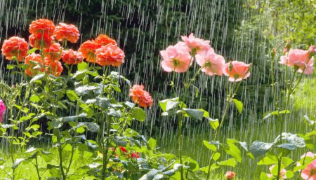 А в саду поселился дождь