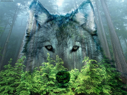 Woelfin