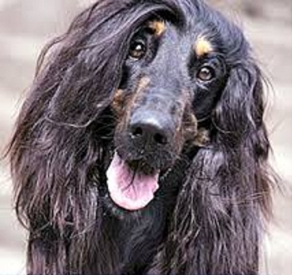 Все собаки попадают в Рай