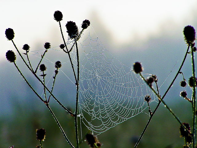 Просто спасите...