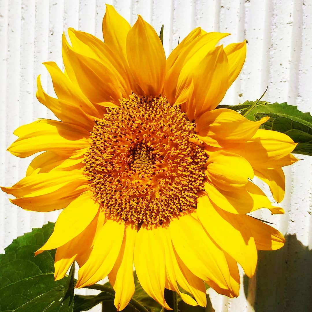 Солнечный подсолнух