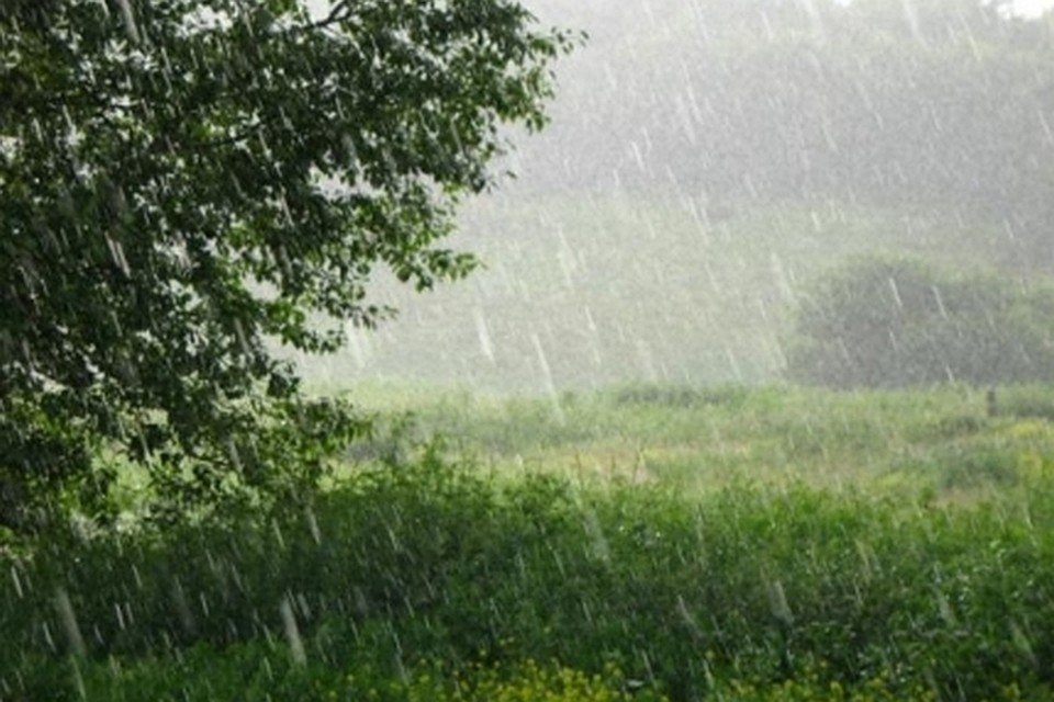 После летнего дождика луга и леса покрываются. Дождливое лето в деревне. Лето дождь. Летний ливень. Дождь на Поляне.