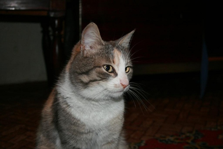 Приходские кошки