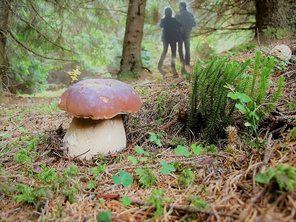 Осенний свет... (Анатолий Фетисов) / Стихи.ру