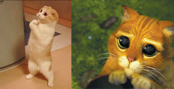 Коту