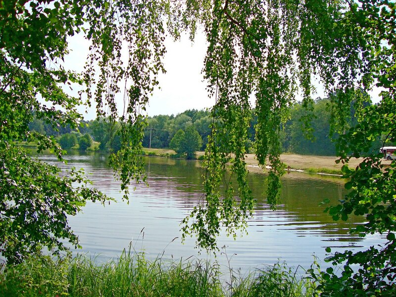 Красивые березы у реки