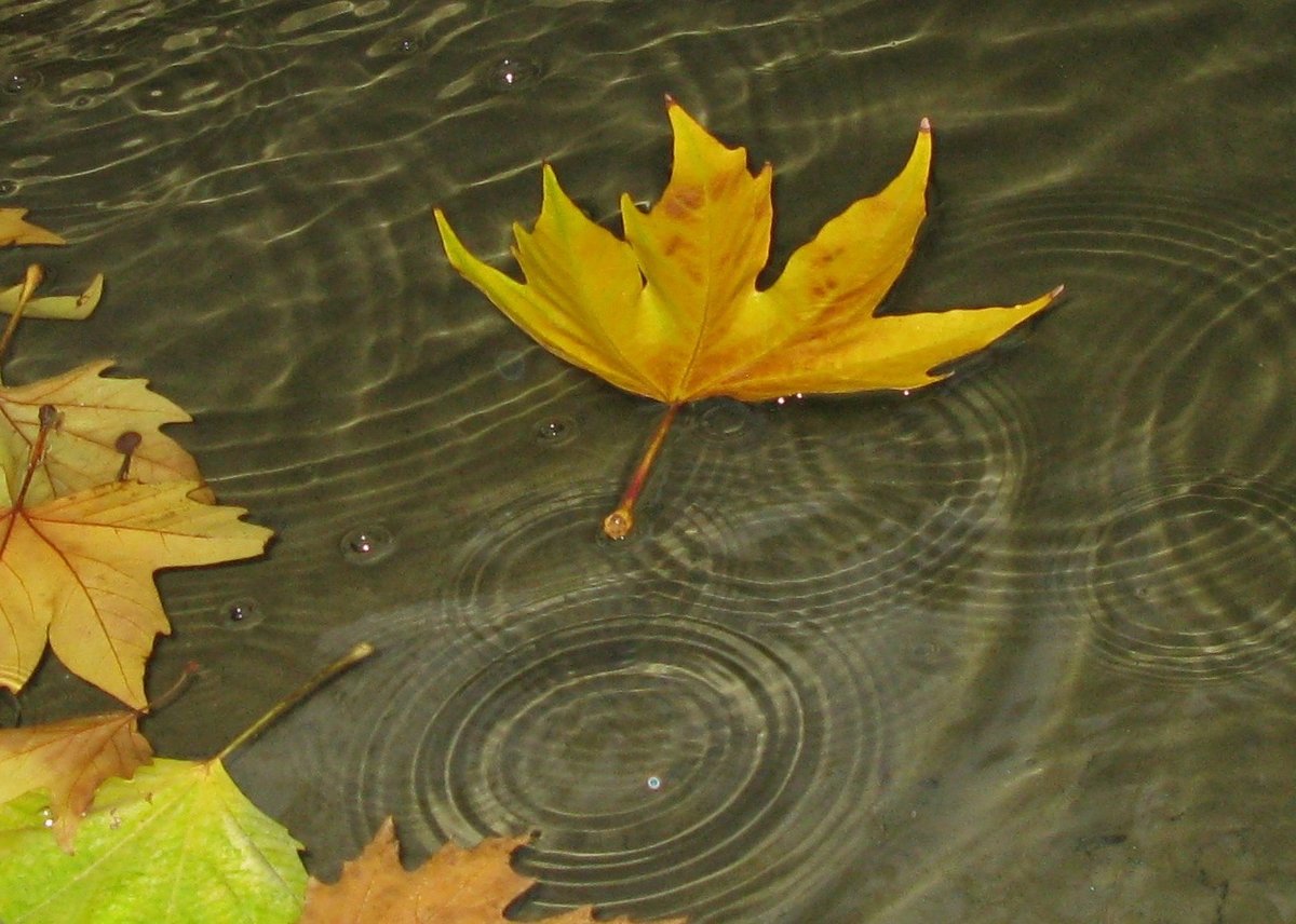 Падающие листья в воду. Листья на воде. Осенние листья на воде. Листья в реке. Лист клена в воде.