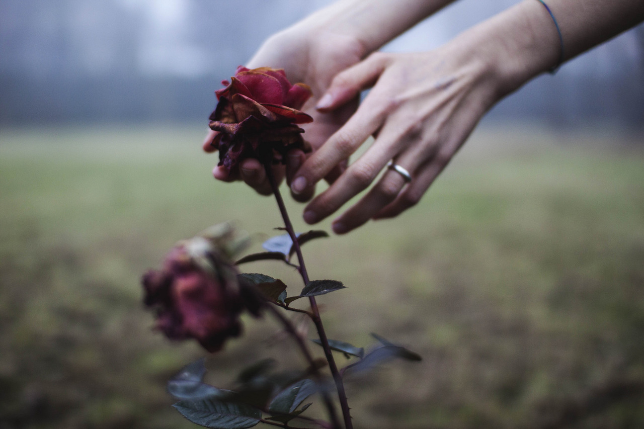 Вырастет и распустится. Цветок на руку.. Увядший цветок. Сорванный цветок. Увядшие цветы в руках.