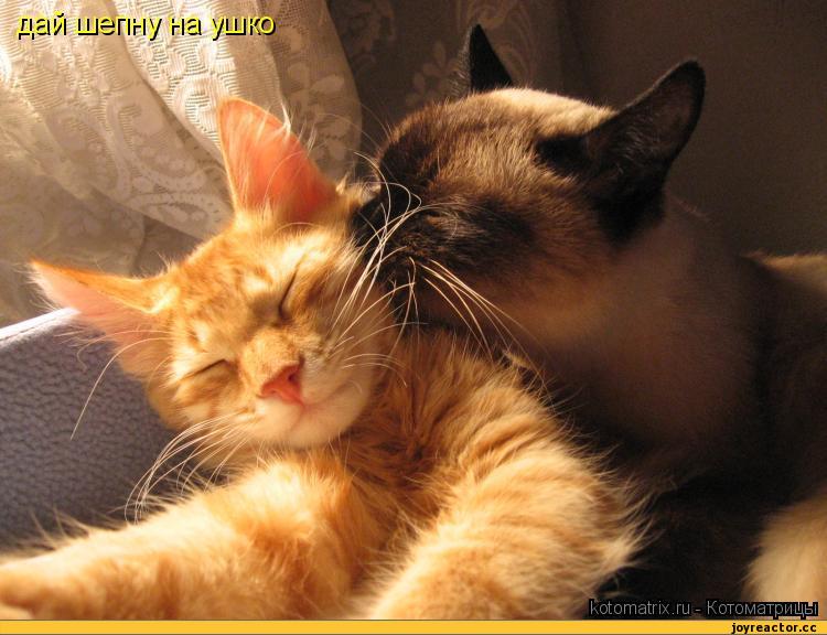 Картинки хочу к тебе в объятия