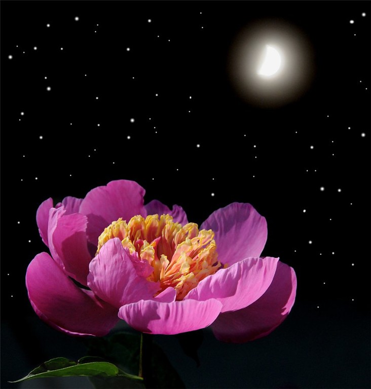 Но сердце трепетно мечтает об одном