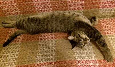 Любимый хищник