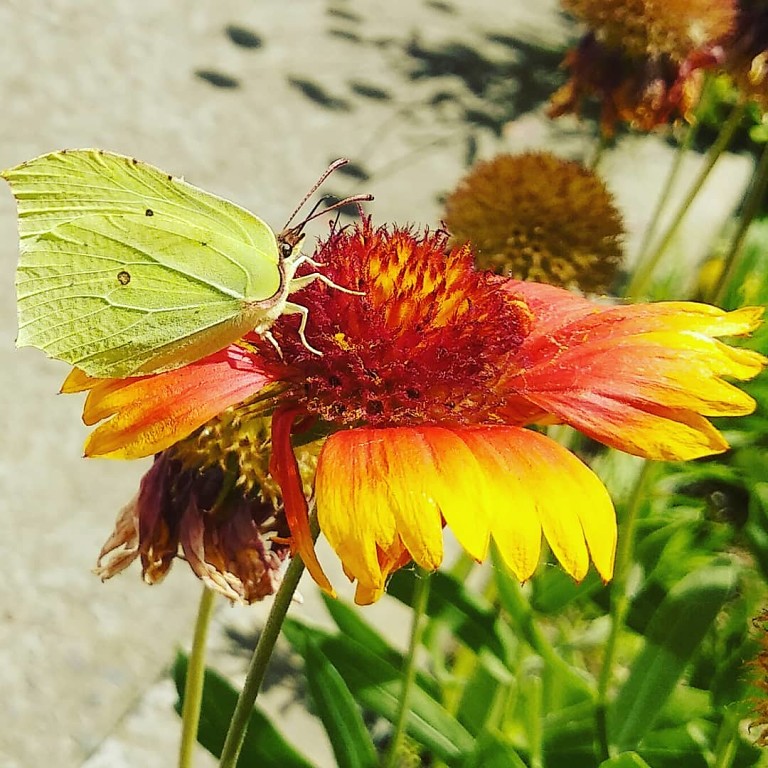 Бабочка красавица села на цветок