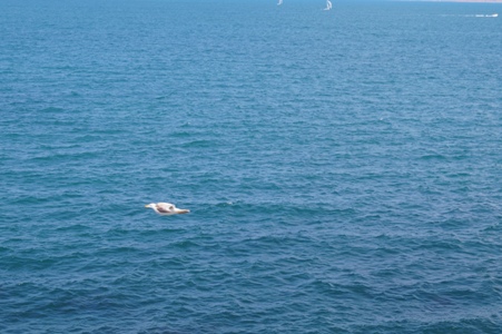 Земляничные поляны...