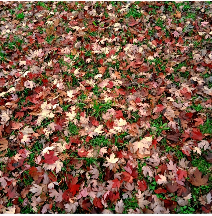 Фривольные падежи, или Женское чтение