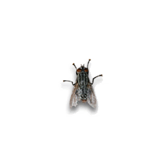 https://stihi.ru/pics/2019/06/23/3878.gif