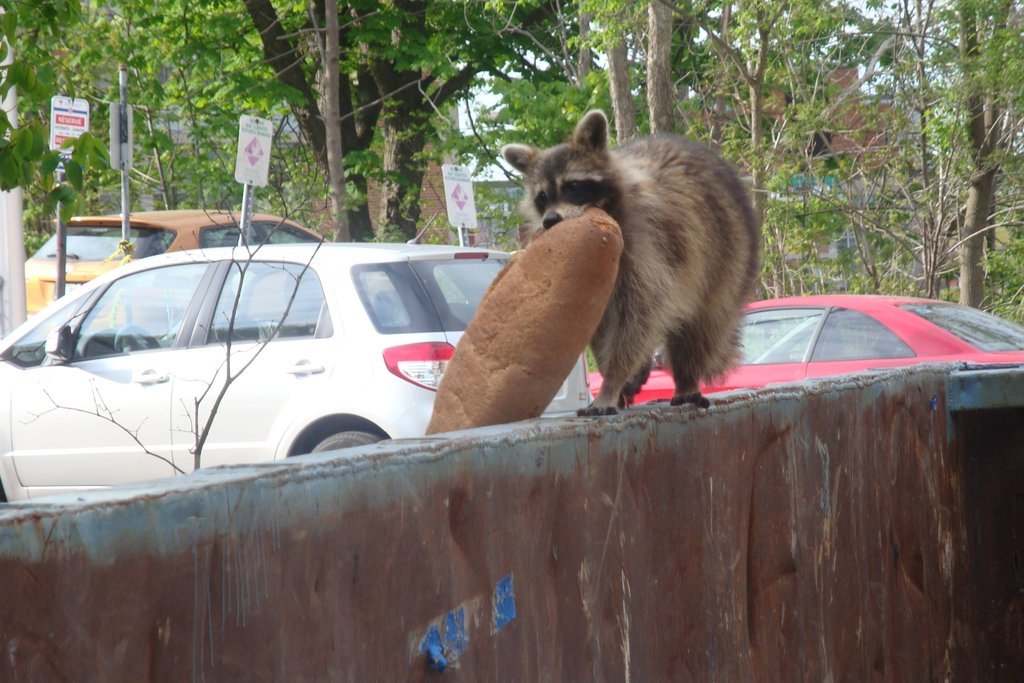 Животные воры. Ворона украла. Енот в холодильнике. Воровство животных. Мартышка воришка.