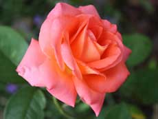 Ах, добавь мне время свиданий