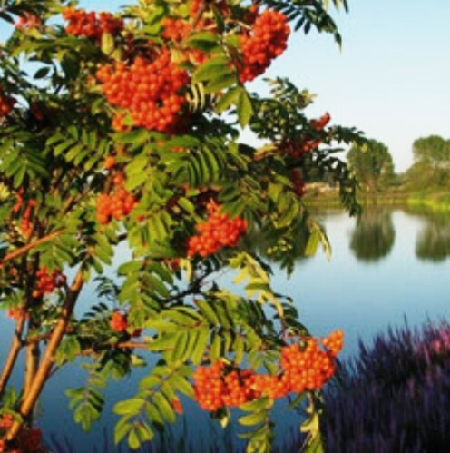 В поле широком